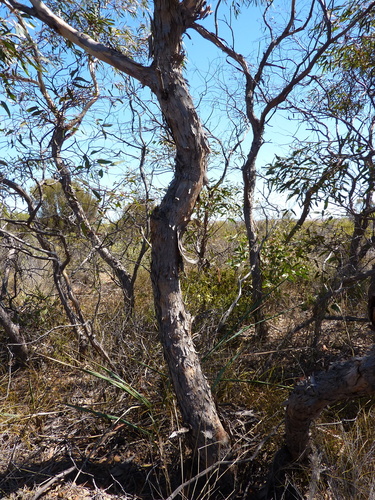 Eucalyptus leprophloia 2