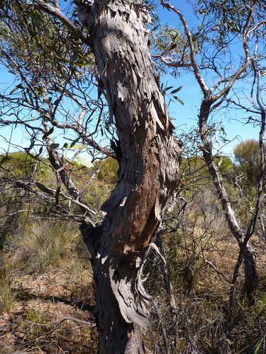 Eucalyptus leprophloia 3