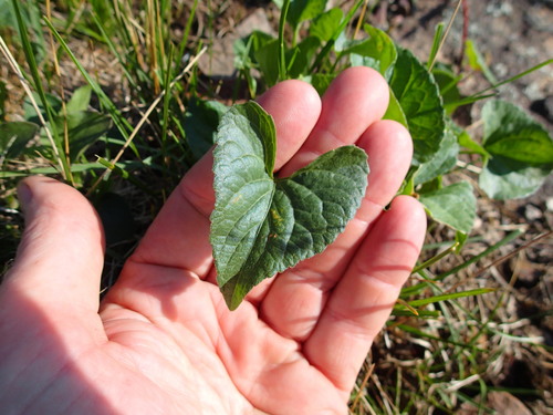 Image of Viola grisea by (c) Rob Foster, some rights reserved (CC BY)