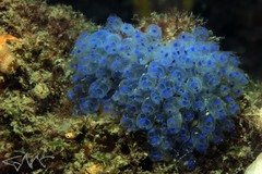 Clavelina australis