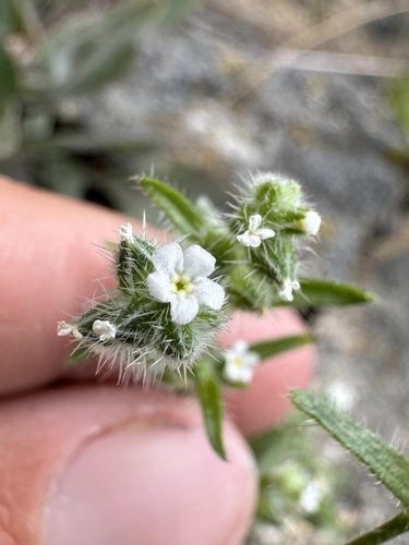 Image of Cryptantha watsonii by (c) Matt Berger, some rights reserved (CC BY)
