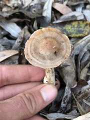 Cortinarius saturninus
