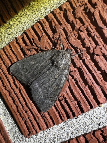 Obscure Underwing photo 6
