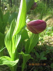 Cypripedium macranthos
