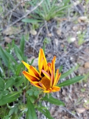 Gazania linearis