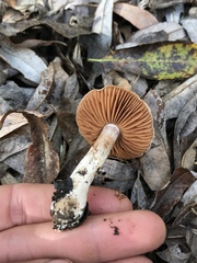 Cortinarius saturninus