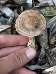 Cortinarius saturninus