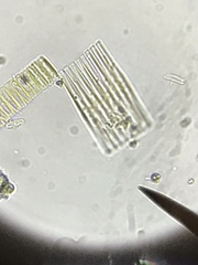 Fragilaria