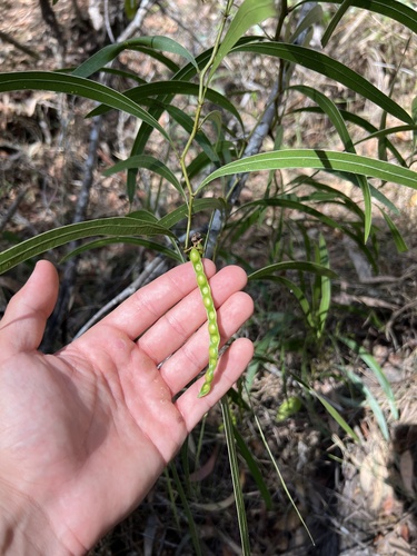 Image of Acacia macradenia by (c) Lucas Christofides, some rights reserved (CC BY)