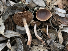 Cortinarius castaneus