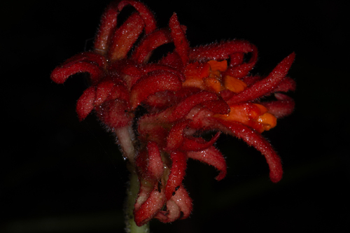 Gasteranthus otongensis