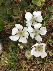 Rubus adenotrichos