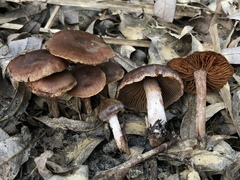 Cortinarius castaneus