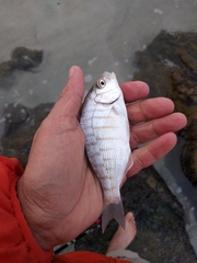 Amphistichus argenteus