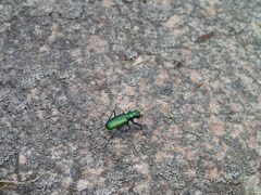 Cicindela denikei