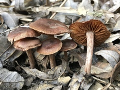 Cortinarius castaneus