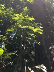 Sterculia recordiana