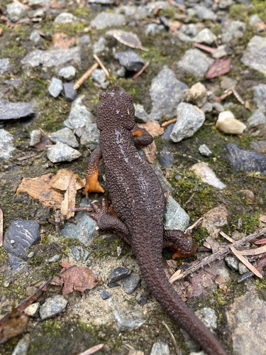 Rough-skinned Newt, Windfall Lake Trail, Juneau, AK, US, photo 10 of 10