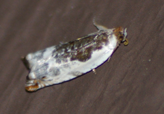 Ancylis nubeculana