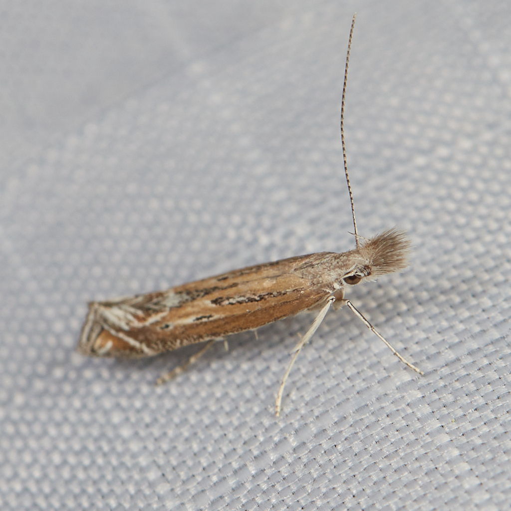 Isophrictis magnella