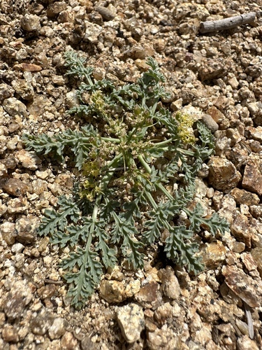 Image of Cymopterus glaucus by (c) Matt Berger, some rights reserved (CC BY)