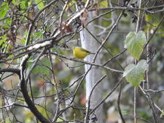 Phylloscopus xanthoschistos