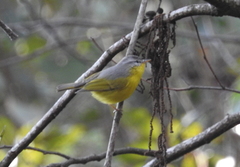 Phylloscopus xanthoschistos