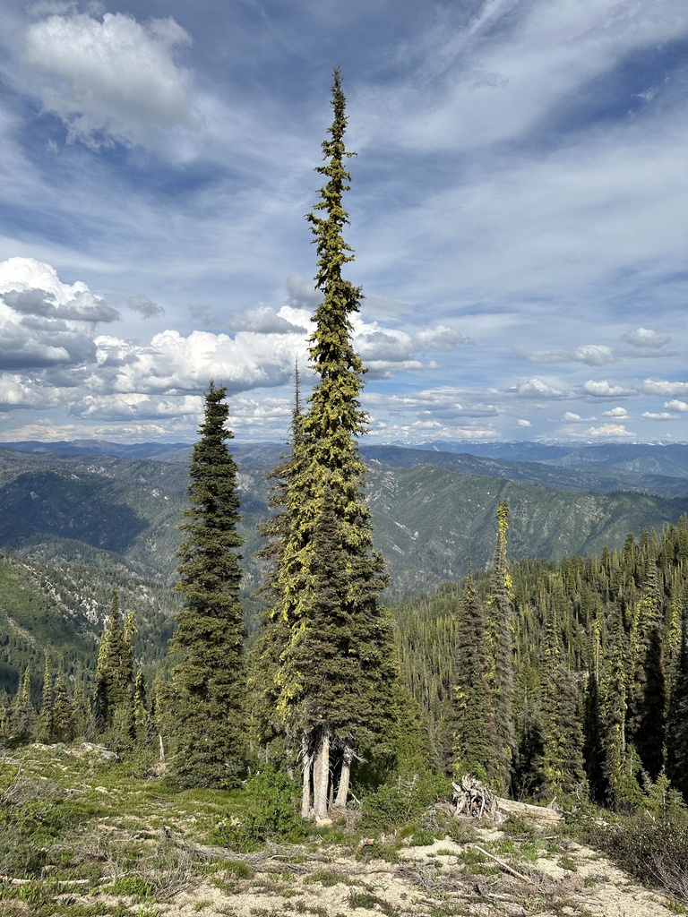 subalpine fir from Boise County, ID, USA on June 24, 2023 at 05:23 PM ...