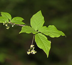 Euonymus maximowiczianus