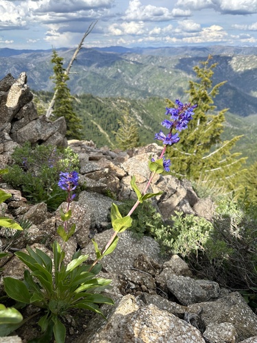 Payette Beardtongue (Penstemon payettensis)