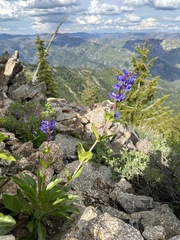 Penstemon payettensis