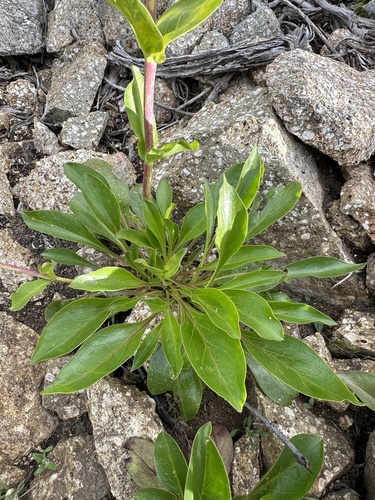 Image of Penstemon payettensis by (c) Matt Berger, some rights reserved (CC BY)