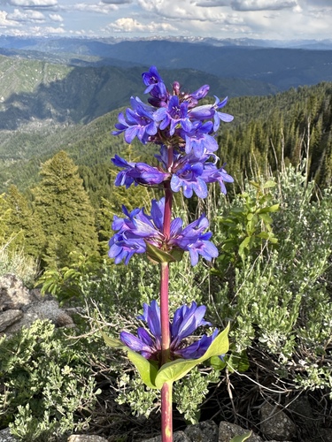 Image of Penstemon payettensis by (c) Matt Berger, some rights reserved (CC BY)