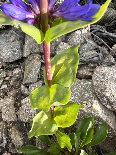 Image of Penstemon payettensis by (c) Matt Berger, some rights reserved (CC BY)