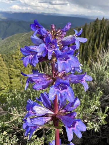 Penstemon payettensis, photograph 2
