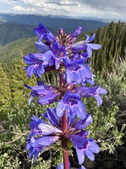 (c) Matt Berger, some rights reserved (CC BY) Penstemon payettensis, photograph (c) Matt Berger, some rights reserved (CC BY)