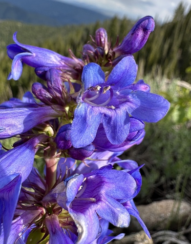 Image of Penstemon payettensis by (c) Matt Berger, some rights reserved (CC BY)
