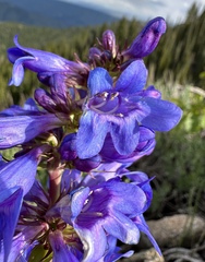 (c) Matt Berger, some rights reserved (CC BY) Penstemon payettensis, photograph (c) Matt Berger, some rights reserved (CC BY)
