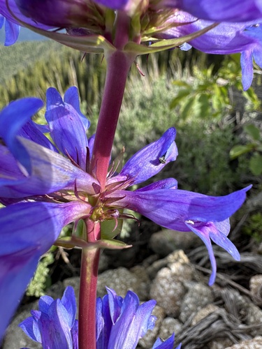 Image of Penstemon payettensis by (c) Matt Berger, some rights reserved (CC BY)