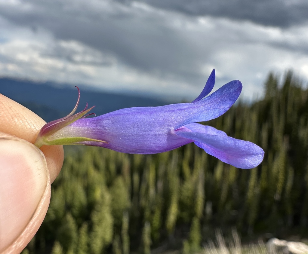 Penstemon payettensis; photograph (c) Matt Berger, some rights reserved (CC BY)
