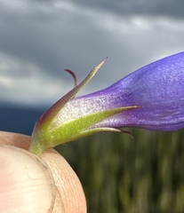Penstemon payettensis, photograph (c) Matt Berger, some rights reserved (CC BY)