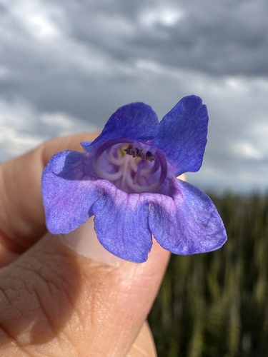 Image of Penstemon payettensis by (c) Matt Berger, some rights reserved (CC BY)