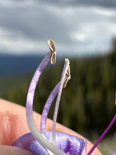 Image of Penstemon payettensis by (c) Matt Berger, some rights reserved (CC BY)