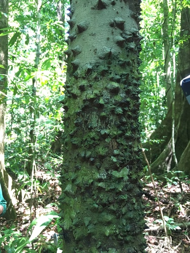 Lacmellea panamensis, 2019-02-28