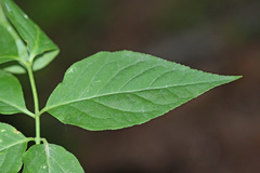 Euonymus maximowiczianus