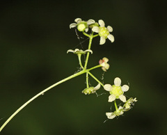 Euonymus maximowiczianus