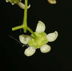 Euonymus maximowiczianus