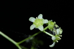 Euonymus maximowiczianus