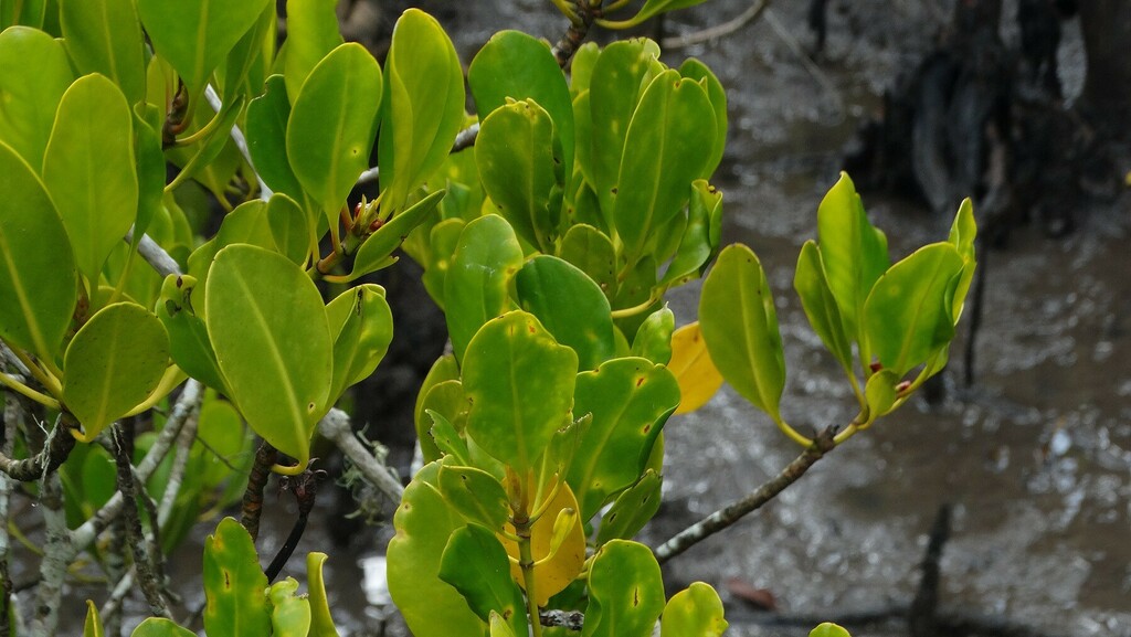 smooth-fruited yellow mangrove from Southern Redland Bay, Qld, AU on ...