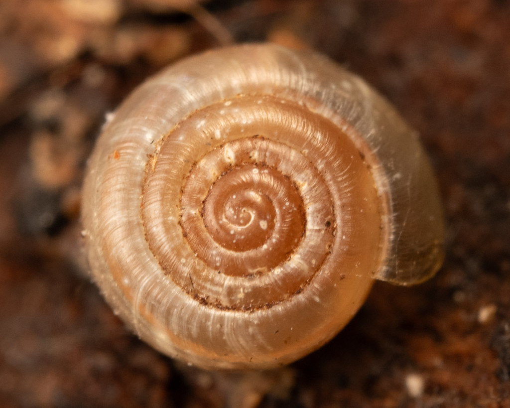 Vancouver snail